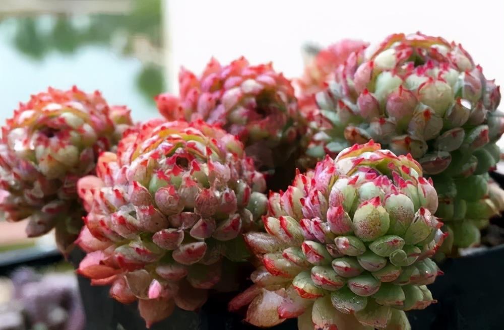 养护|多肉徒长丑的没法看？做好2件事，新手也能养出肉墩子