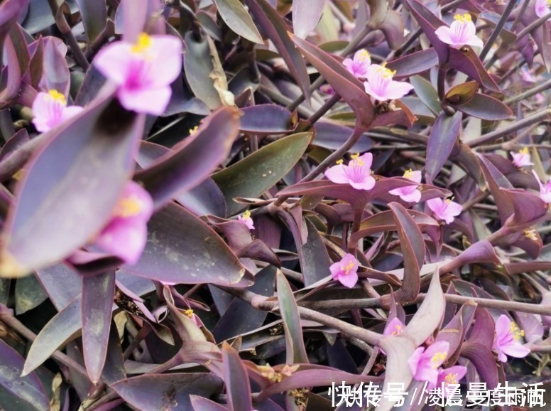 太阳花|总觉得家里植物开花太少，可以试试这些花，开花量非常大