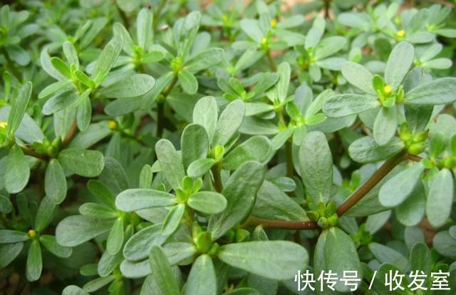 叶茂盛|脚气奇痒难忍只需用它泡脚,不花一分钱,轻松告别脚气烦恼