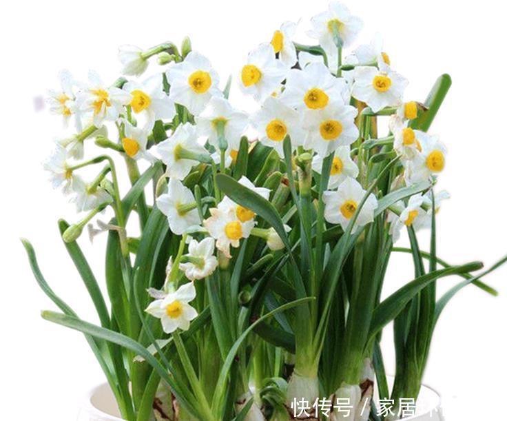 六种花就不怕浇水,浇水越多长势越茂盛,实践与经验分享