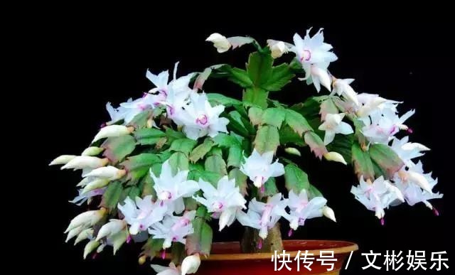 蟹爪兰开花有窍门,学会3个小招,花开不断,爆盆很简单!