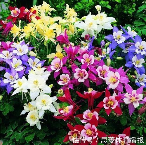 花卉|她家3平方的小阳台,几十盆花不停歇的开,邻居见了都羡慕