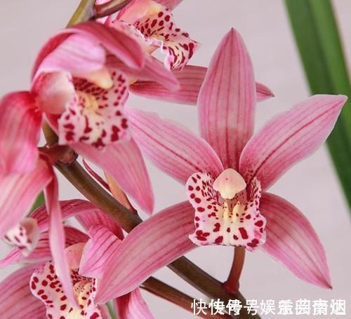 兰博会|获得4次金奖的兰花,开花后美艳动人,气味芳香,新老兰友都能养