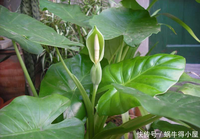 家家都养绿萝,有人却说“有毒”,别不信