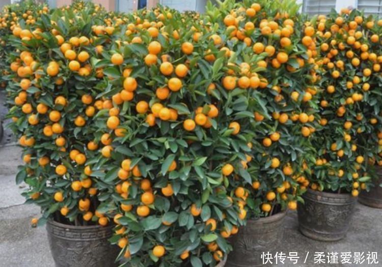 小白|4种花，耐寒又耐热，养护简单，开花漂亮，小白也能养爆盆