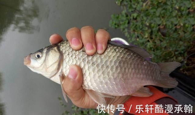 觅食|冬天时大鲫鱼和小鲫鱼哪个好钓大鲫鱼和小鲫鱼的摄食习性比较