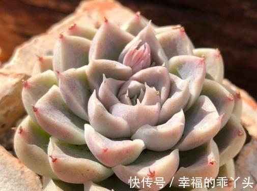 每周认识一种多肉,撒哈拉