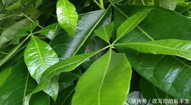 家养发财树,学会这“3件事”,轻松养得旺,叶片油绿!