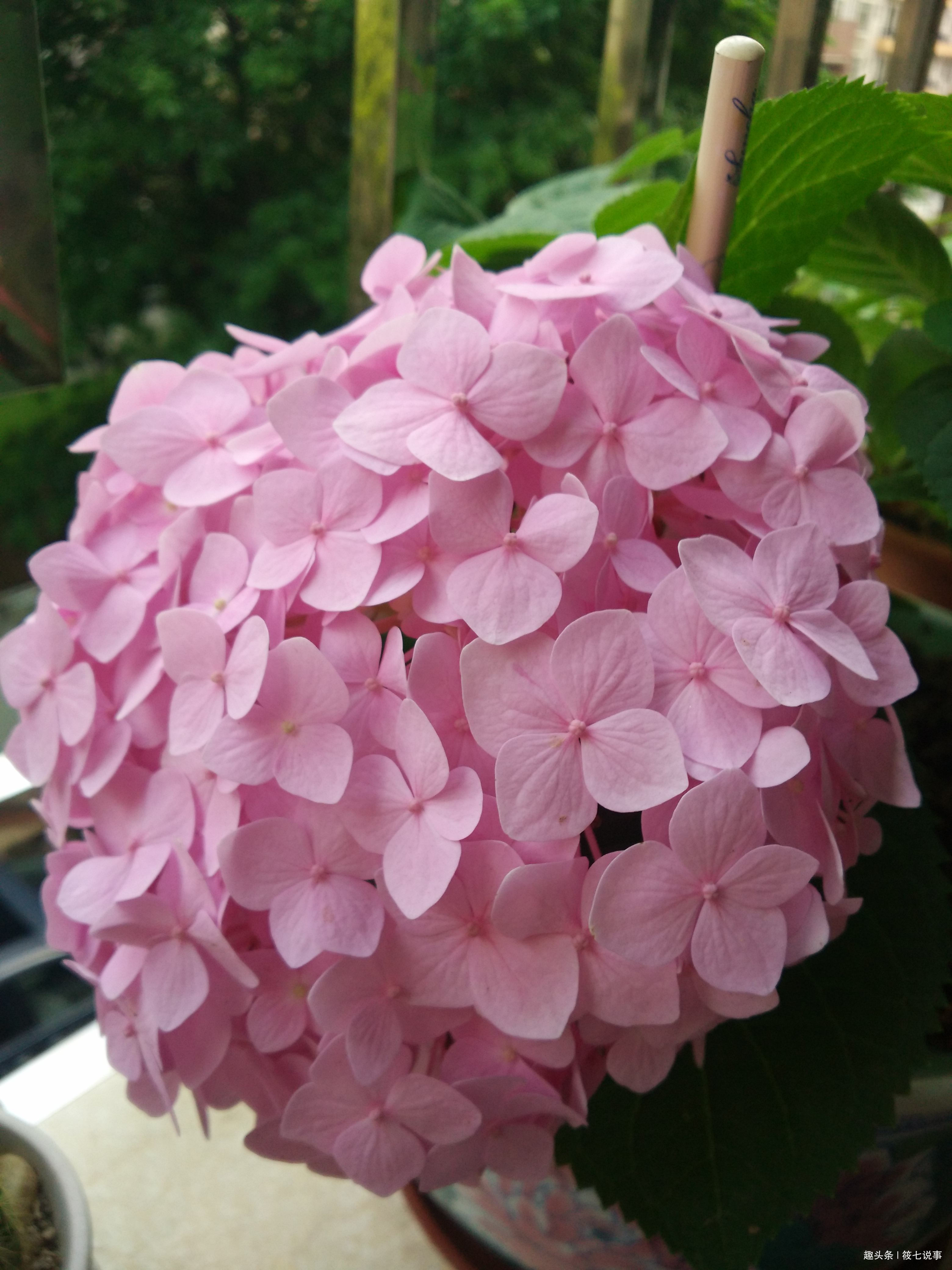 这三种耐阴花,掐枝插入土壤可以繁殖。