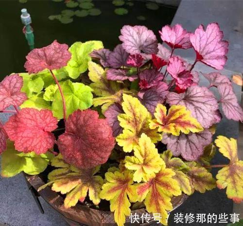 漂亮|被花名耽误的3种漂亮花,耐寒又好养,冻一冻花色更娇艳!