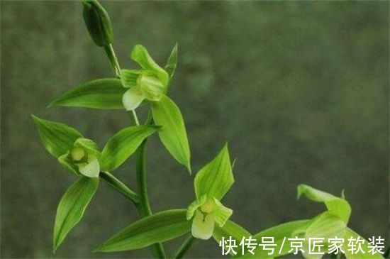 什么兰花品种最贵?这十种兰花,最贵的你都想不出价格