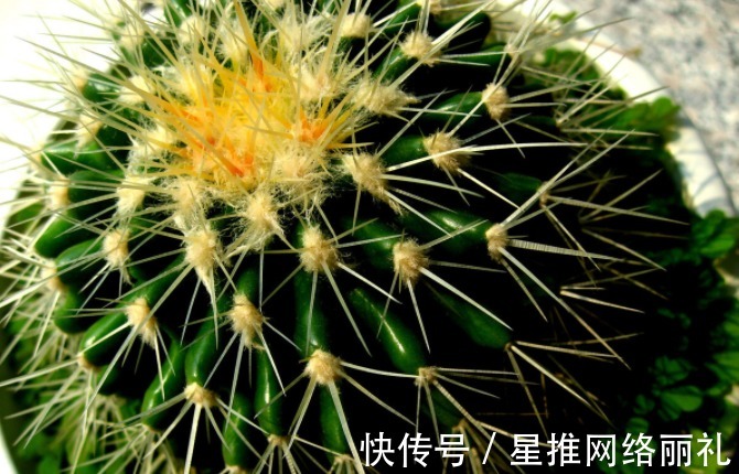 花草|想在客厅养花?这几个“规矩”可一定要懂,否则容易出差错