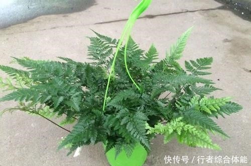 吊兰|卫生间放了4盆花，味道立马不一样，除异味空气清新，叶绿油亮！