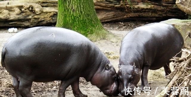 镜报|“世界最强筋肉女”力能举起一只河马,自称变壮都因一个意外