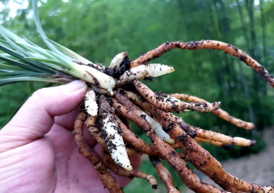 松树皮|比松树皮更好的兰花植料,生根快、发芽壮,更适合兰菌滋生