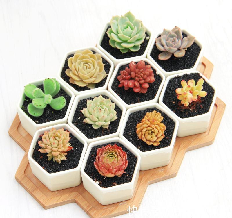 小身材作用大,花盆里少了它,多肉干透浇透也黑腐