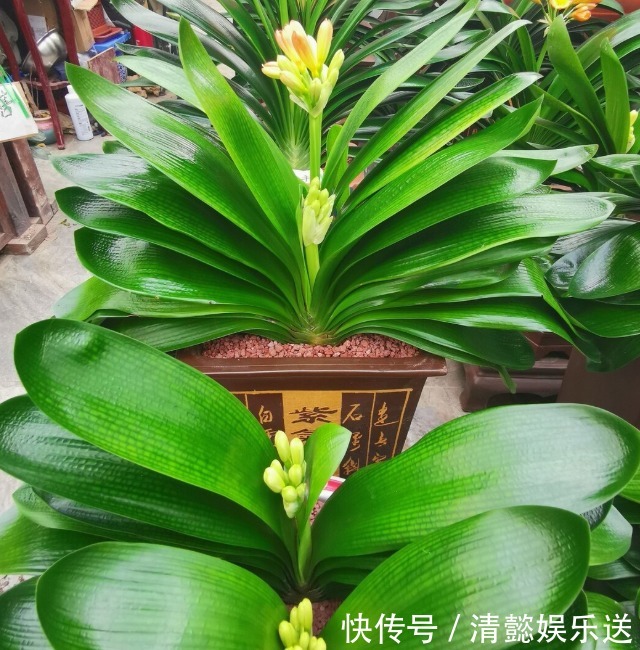 君子兰催花实操经验，现在行动，一个月后就冒花箭