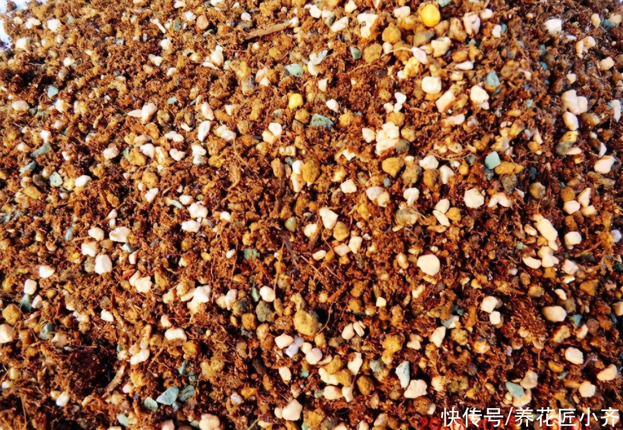 养多肉土不好，容易烂根黑腐，准备两样“物质”，自己配出多肉土