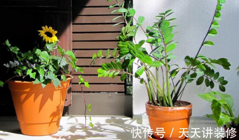 草木灰|秋天能收集到的“养花宝”,这4种一样都不能错过