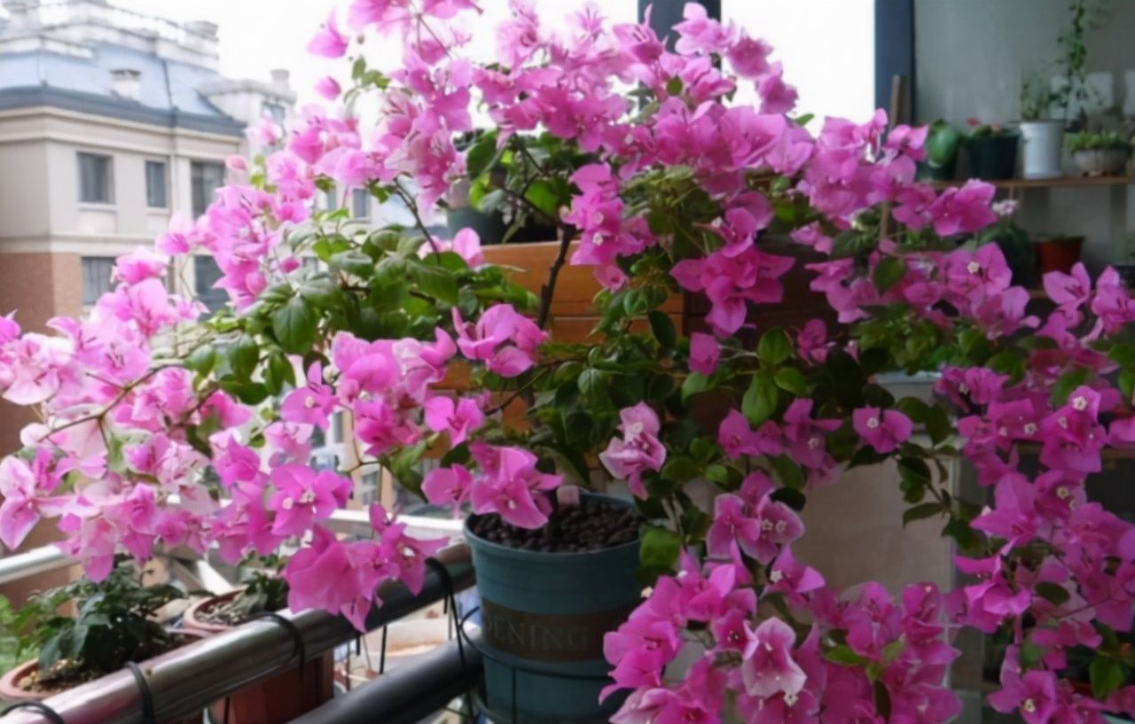 三角梅只长叶子不开花?做对了这几点!满树花苞“开”不断!