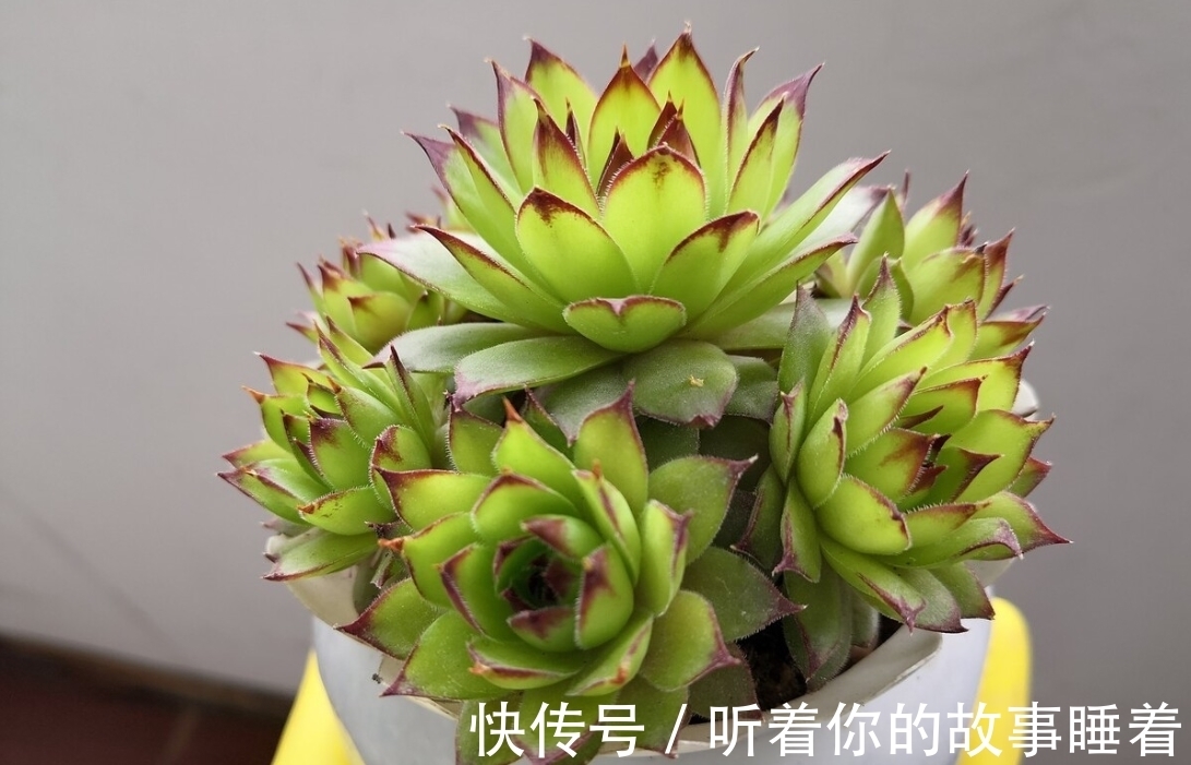 春天栽种多肉植物,做好5个“不”,棵棵长成小胖球