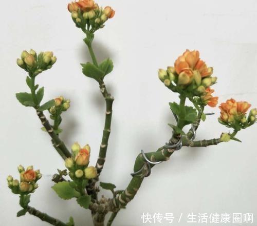 长寿花不是小巧一盆,长成一米高的“大老桩”,别羡慕自己也能养!