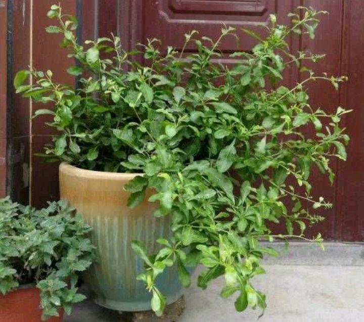 让蓝雪花开花更多,天天开花,开成花墙的“两个”方法