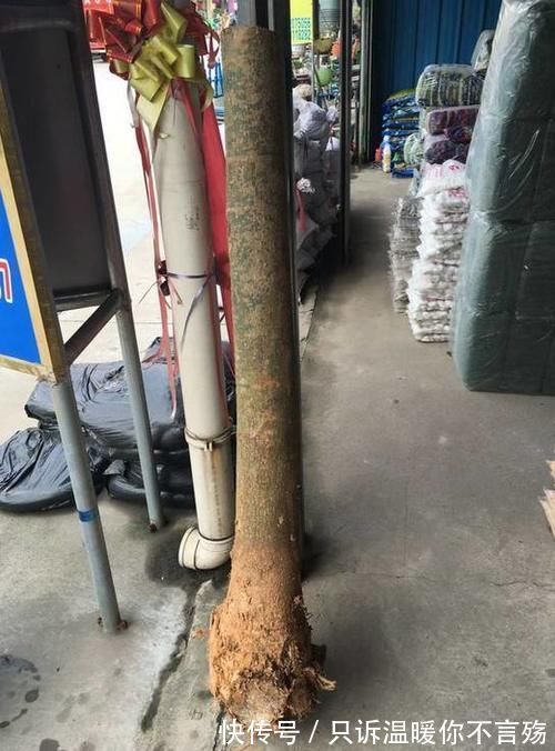 养花技巧:根都烂完了的君子兰,我捡回家,半年后开花了!