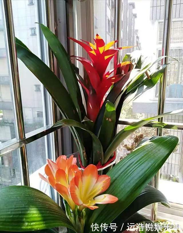 君子兰一直长不好,跟“换盆”有关系,很多人都做错了