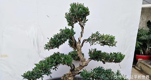 施肥|不管家中再小,一定要摆放上一盆“木中君子”!