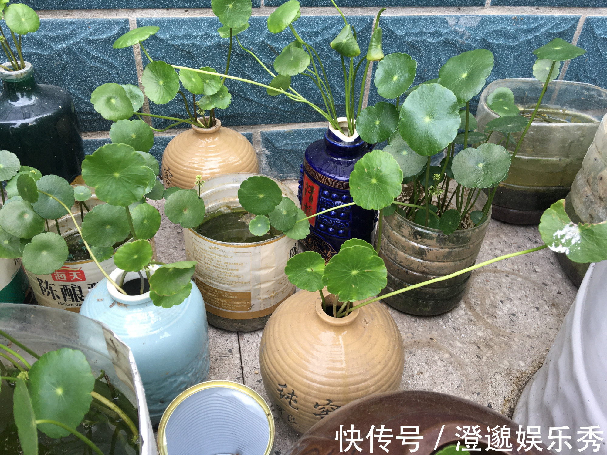 清新|家里有不用的瓶子，拿来水培3种绿植，简单好养清新漂亮