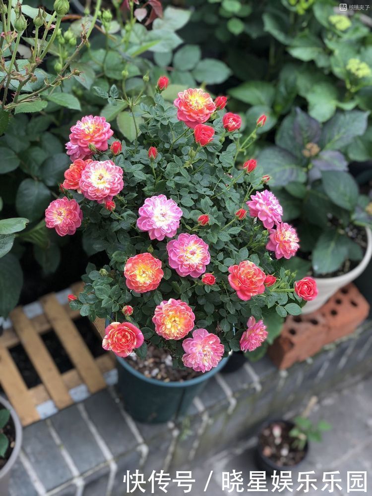 枝条|4种漂亮花,别乱浇水,水越多开花越少,旱着养反而长得旺