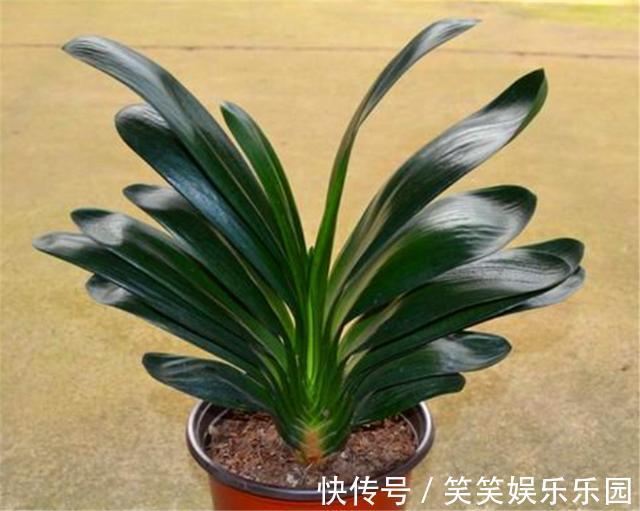 土壤|立春了，君子兰换盆正当时，牢记6个小细节，根系粗壮叶子肥