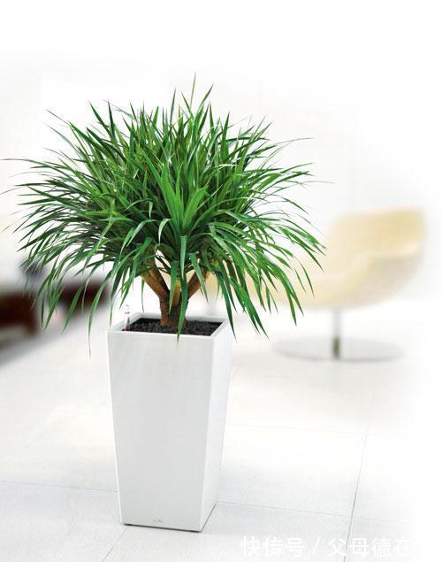 热带物种龙血树总养不好,注意这些,植株挺拔壮实叶浓绿