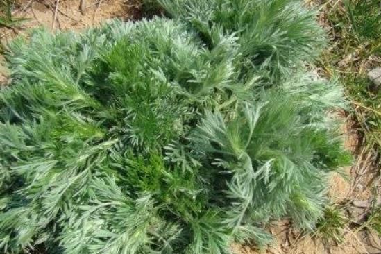 女人不想，脸上爬满皱纹，多吃3种野菜，淡化色斑，养颜抗衰老