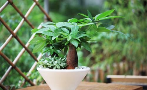 养花|6种观叶植物,客厅养一盆,绿意盎然,充满生机,不开花也好看!