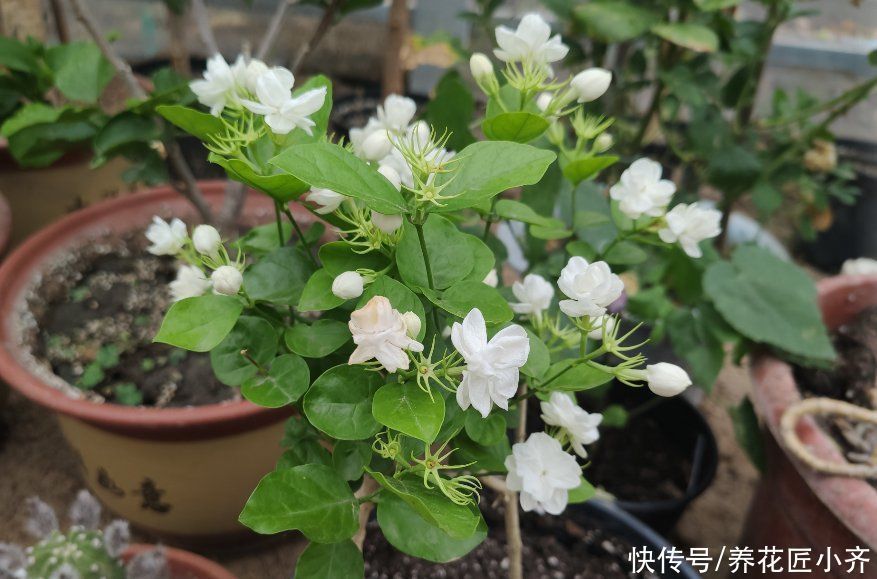 茉莉花好养，但是想要开花多，修剪有2个“原则”，要学会才行