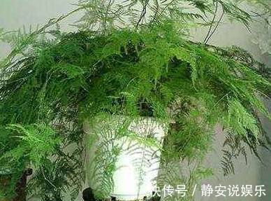 疯长|花盆里加点它，盆栽文竹、君子兰就疯长，比绿萝、吊兰美上百倍！