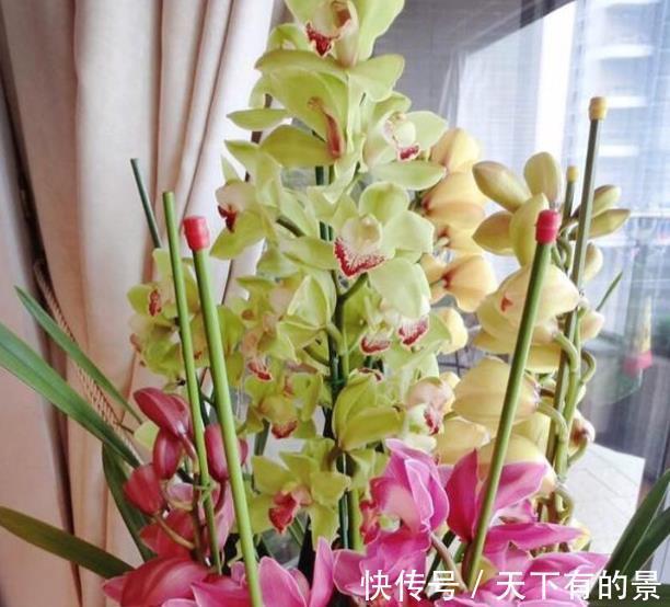 想要建兰一年多次开花?牢记3个要点,可以多季节开花