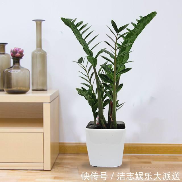 瓦片儿|吃饭剩下“大骨头”,埋花盆里,比花肥好用,高档花卉专用,养根