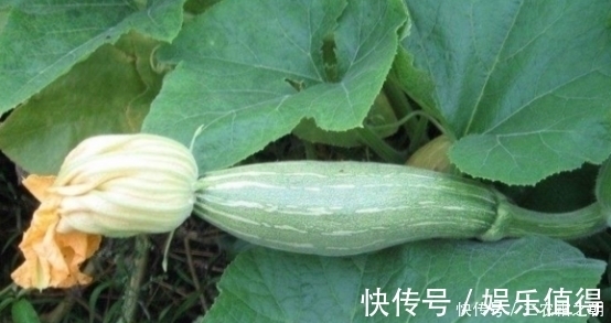 野菜花|农村一种野菜花常被忽视，却不知比果实好吃，夏季不要错过