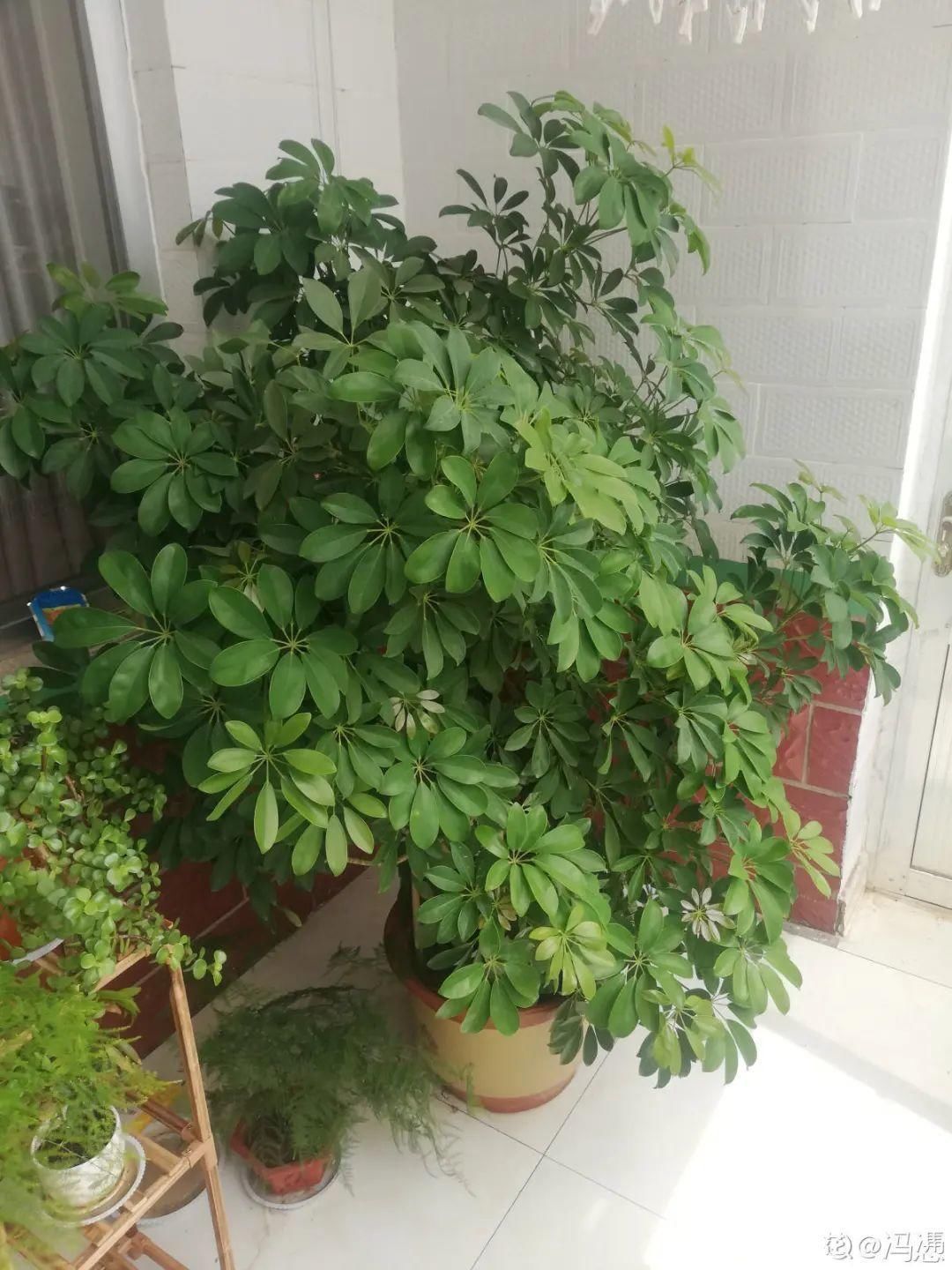 人养花,花也养人,家里养这10种花,越养越健康