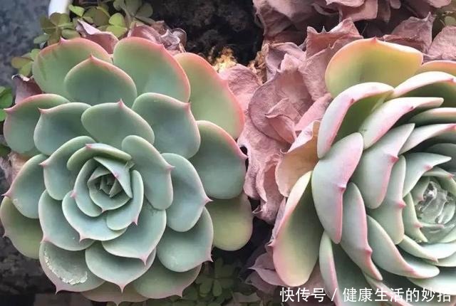 多肉叶子干成皮别扔,这样一做能变老桩!多肉叶子干成皮别扔,这样一做能变老桩!