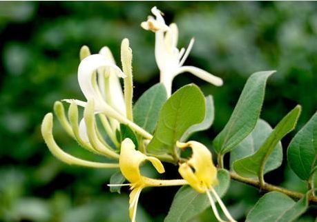 养花就养几种花，家里养一盆，颜值高，开花多，随便一养成花海！