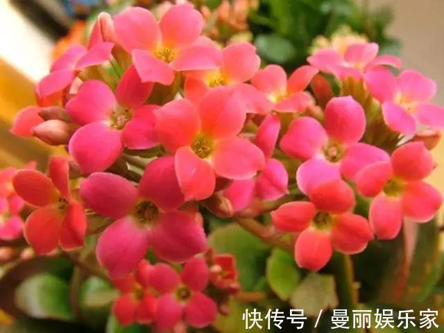 长寿花|长寿花夏天“不行了”,狠心修剪轻松过夏,初秋冒侧芽开始长花苞