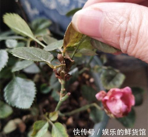 月季灰霉病，肥害，缺素症，缺铁性黄叶怎么救