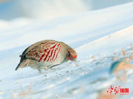 托里|新疆托里：好呆萌！灰山鹑雪地埋头觅食