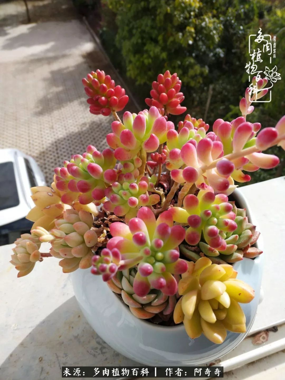 静心养多肉，只是为了在成人的世界里随波不逐流！