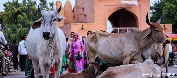 牛肉|在印度,牛被视为圣物,不可以吃牛肉,最后牛都是怎么处理的呢?