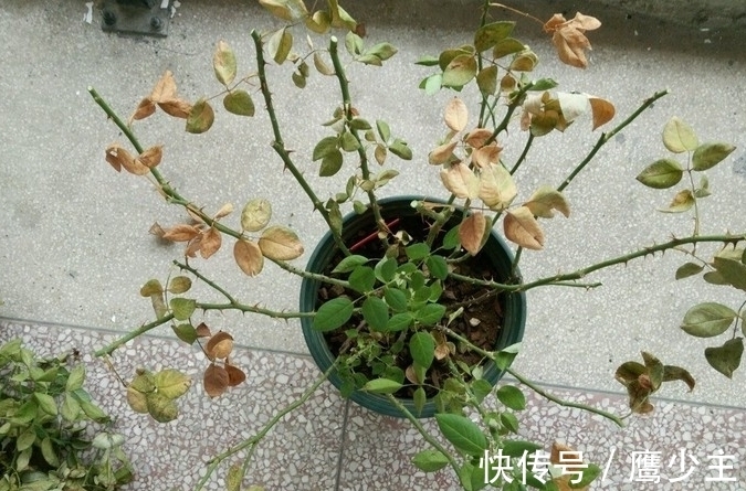 月季光杆后如何才能快速恢复生长,分清情况是关键